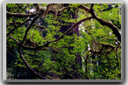 Redwood Forest, CA