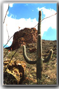 Organ Pipe Cactus National Monument, AZ